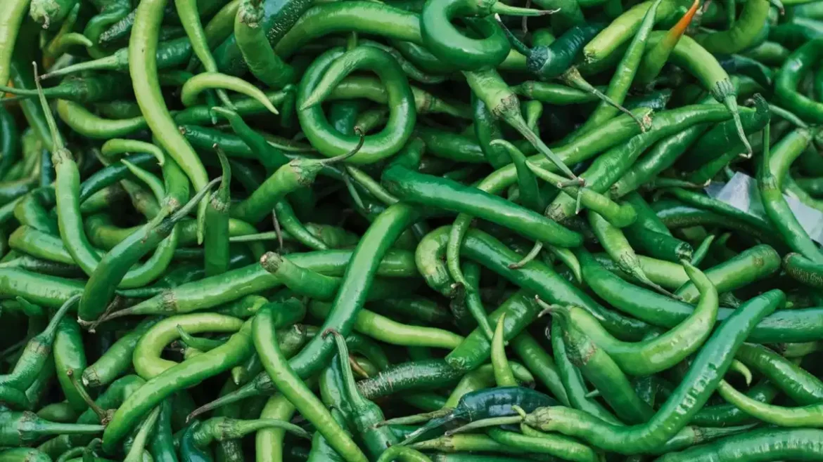 Benefits of green chillies: हरी मिर्च पोषक तत्वों से भरपूर है और स्वाद के साथ स्वास्थ्य का ख्याल रखती है, ऐसे इस्तेमाल करें