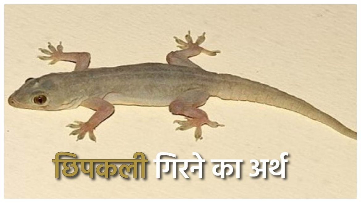Chipkali Girne Ka Matlab: छिपकर गिरना शुभ या अशुभ? जानें संकेत और उनका अर्थ