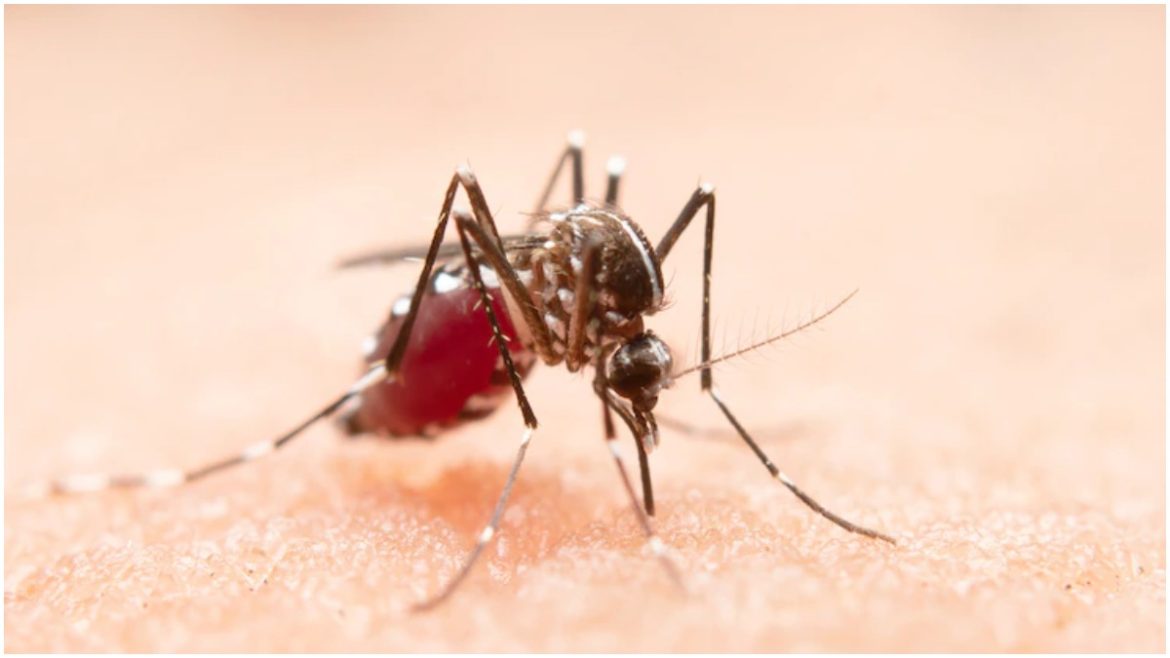 World Malaria Day: मलेरिया से बचाव के लिए जरूरी है सही जानकारी, इन छोटी-छोटी गलतियों से बचें