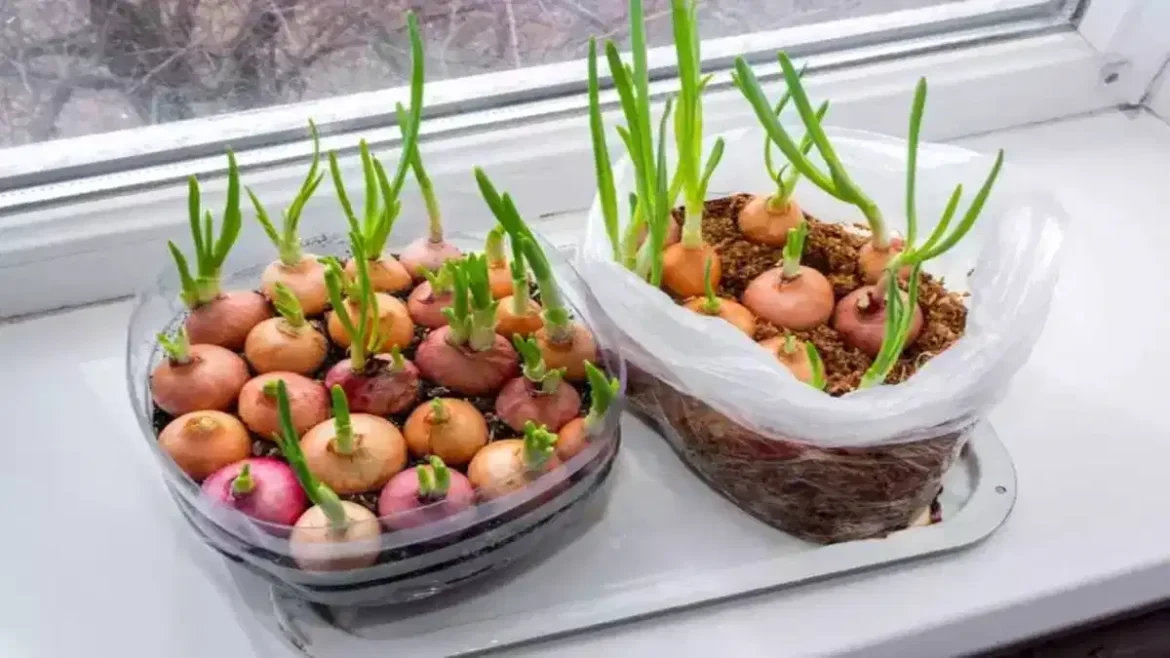 Sprouted Onions Benefits: अंकुरित चने स्वादिष्ट भोजन हैं, लेकिन आज जानें अंकुरित प्याज के फायदे