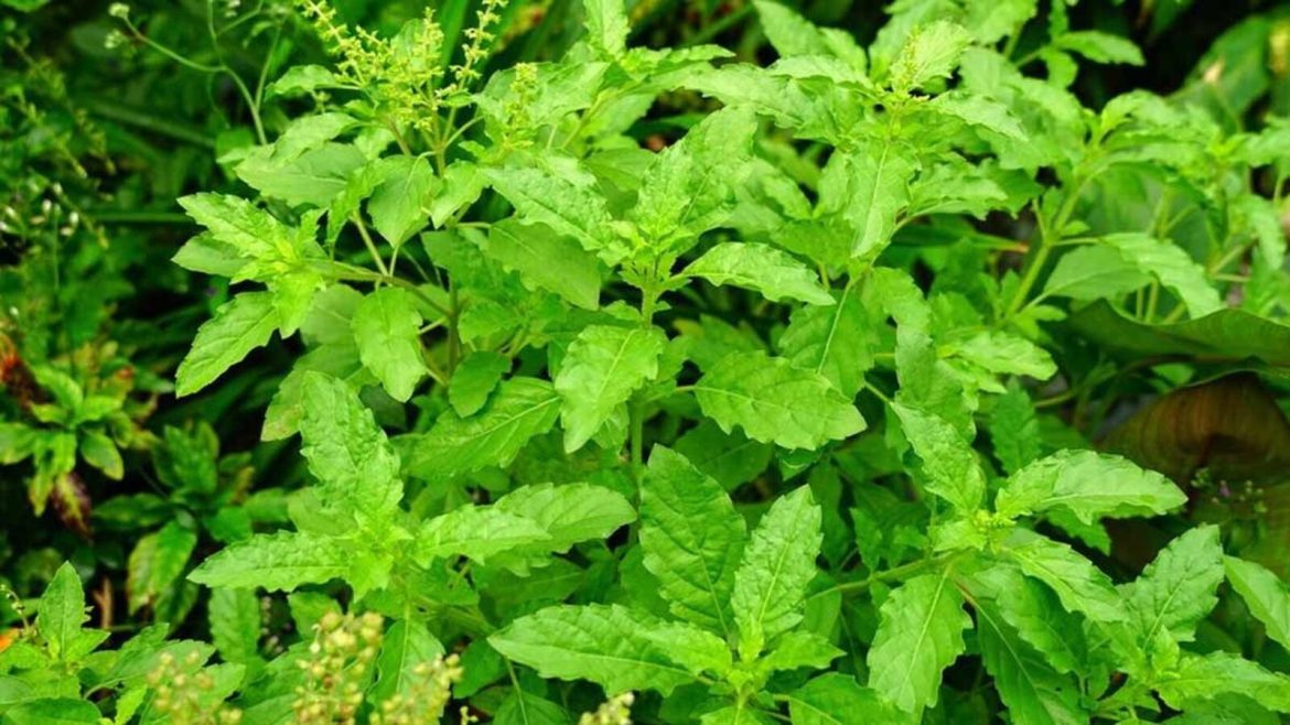 Tulsi Puja in Jyeshtha Month: गर्मी में सूख रही है तुलसी? अपनाएं ये उपाय, पौधा रहेगा हरा-भरा