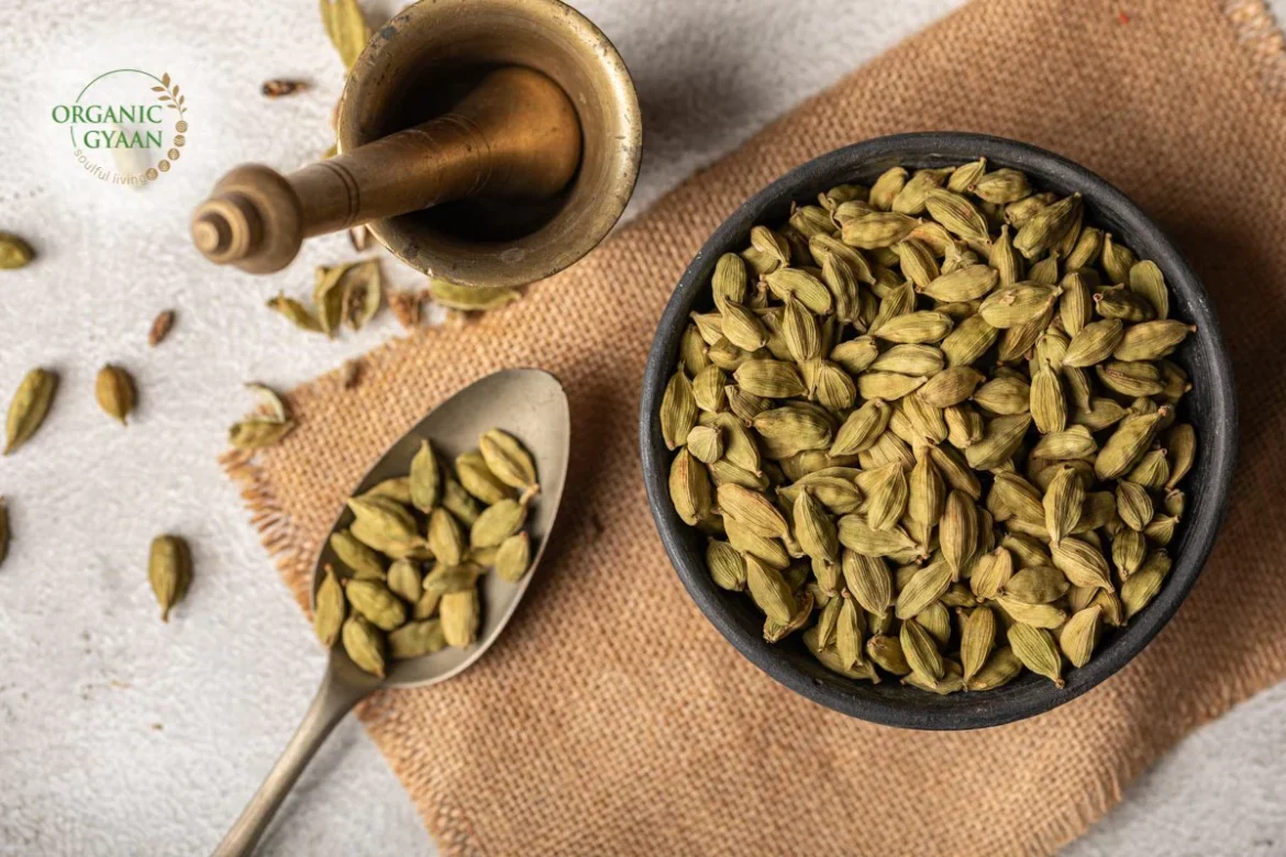 Cardamom Benefits: छोटी, स्वादिष्ट इलायची, स्वाद के साथ सेहत का खजाना, देती जबरदस्त फायदे