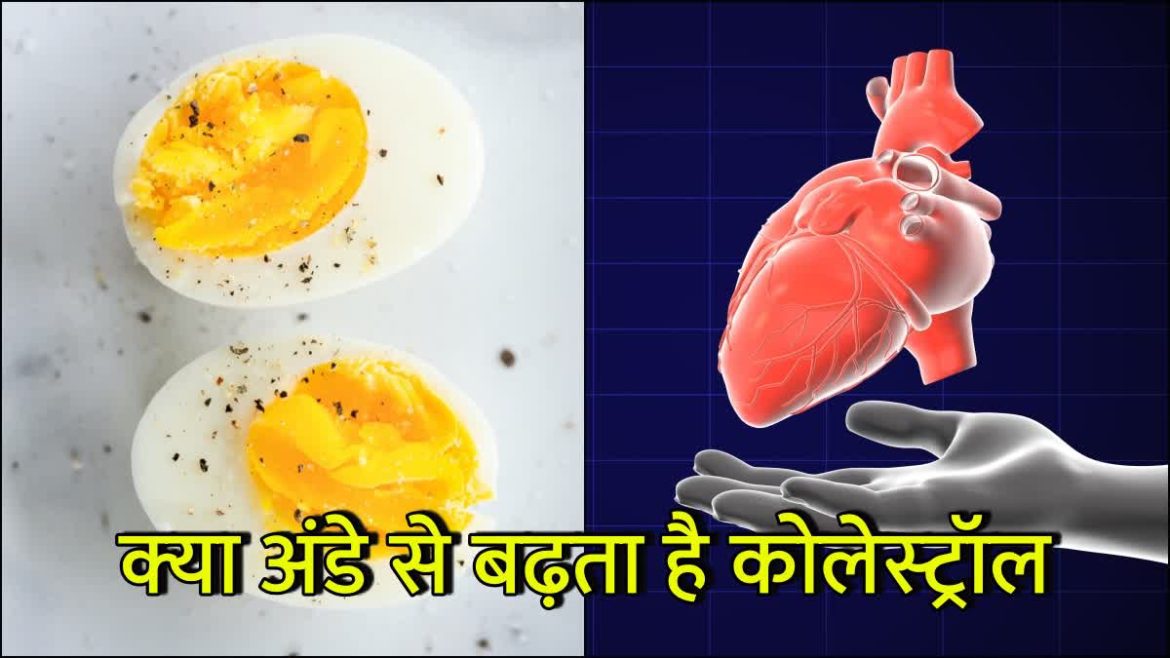 क्या रोजाना अंडा खाने से कोलेस्ट्रॉल बढ़ता है? जानें क्या कहती हैं रिसर्च और डॉक्टर