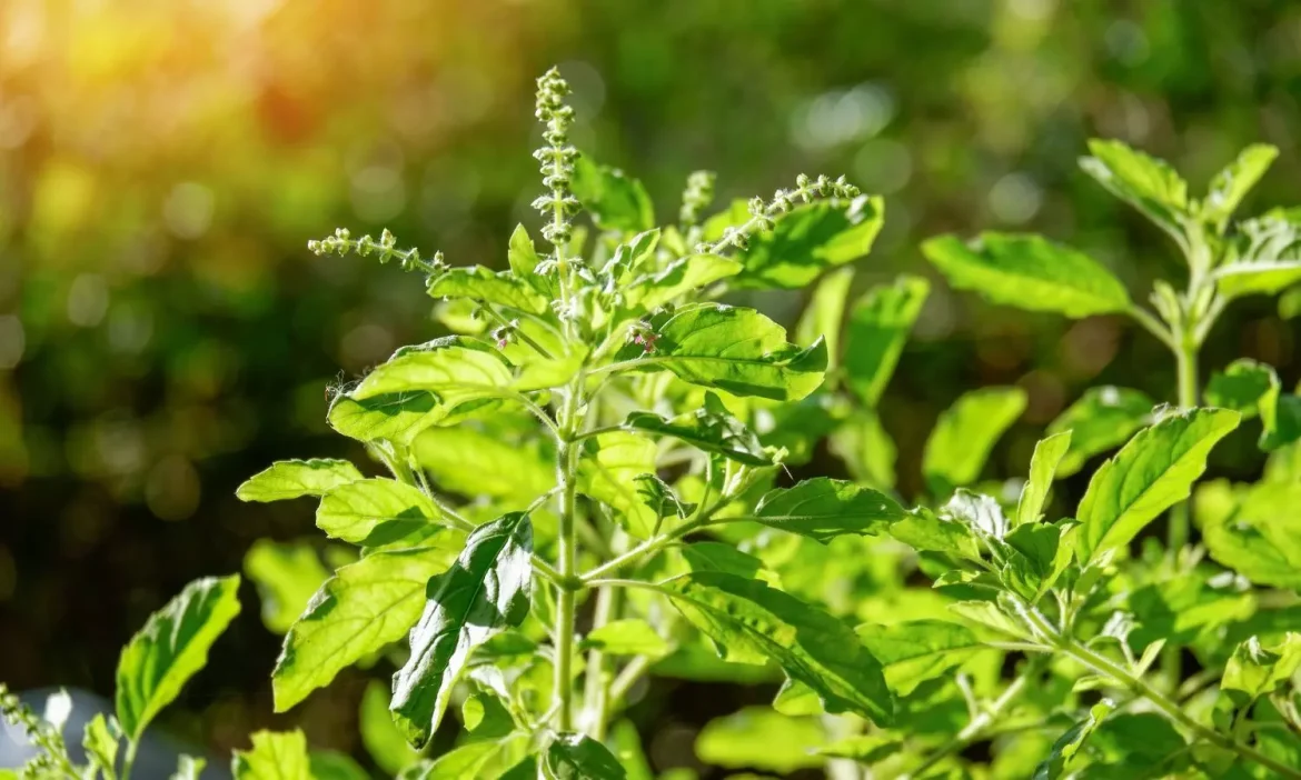 तुलसी के पास भूलकर भी न रखें ये 5 पौधे, घर में बढ़ सकता है वास्तु दोष और कंगाली