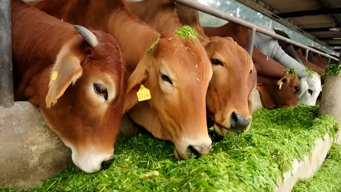 अपरा एकादशी 2026 पर गौ सेवा का महत्व: पितृ दोष और दरिद्रता दूर करने के लिए गाय को जरूर खिलाएं ये विशेष चीजें