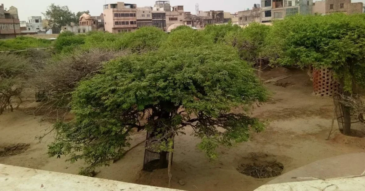 निधिवन का रहस्य: जहाँ आज भी रात को रासलीला करते हैं श्रीकृष्ण, जानें अनकहे सच
