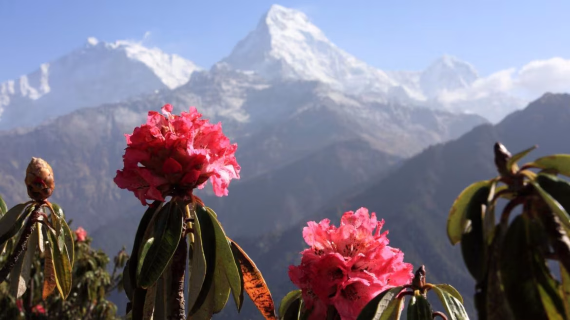 बुरांश का शरबत: हिमालय की वादियों का जादुई और सेहतमंद समर रिफ्रेशर, जानें इसके फायदे
