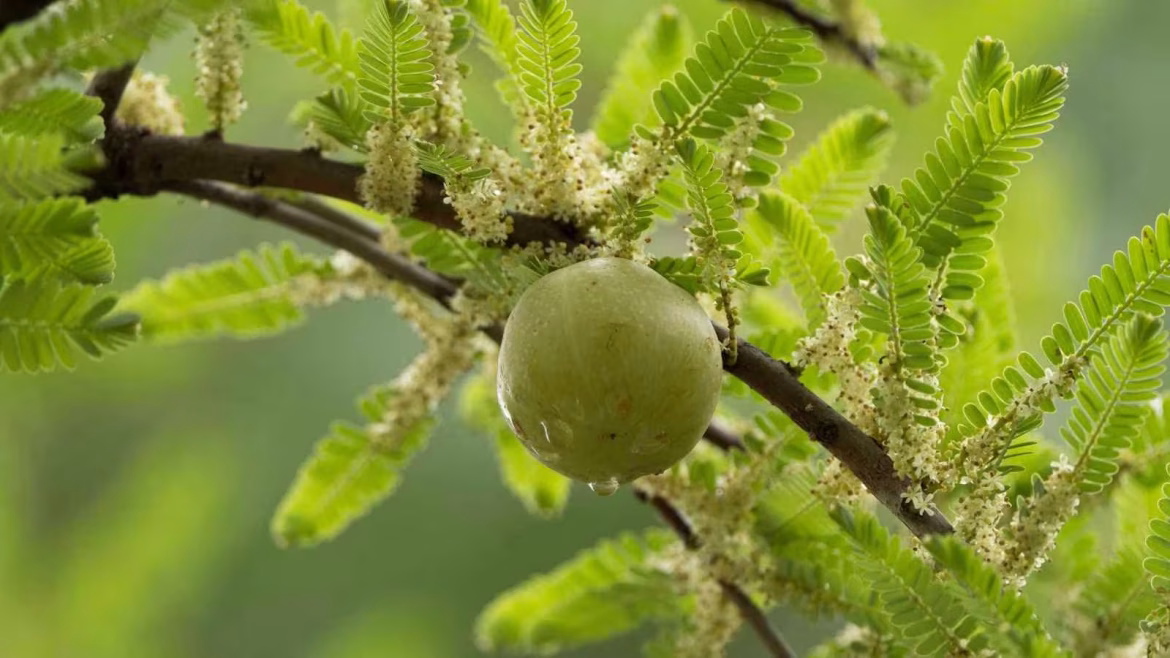 आंवला खाने का सही तरीका: जानें Indian Gooseberry के फायदे, सेवन का समय और जरूरी सावधानियां