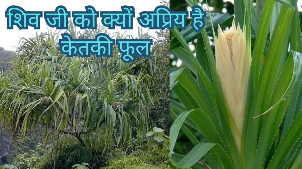 भोलेनाथ की पूजा में क्यों नहीं चढ़ाते केतकी का फूल? ब्रह्मा के झूठ और शिव के श्राप से जुड़ी है ये पौराणिक कथा