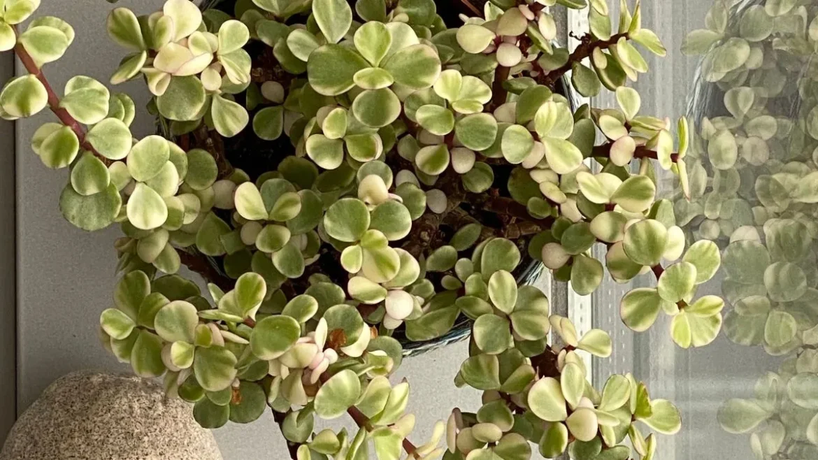 Jade Plant Vastu: घर में जेड प्लांट पीला पड़ जाए तो तुरंत करें ये उपाय, जानें क्या है संकेत