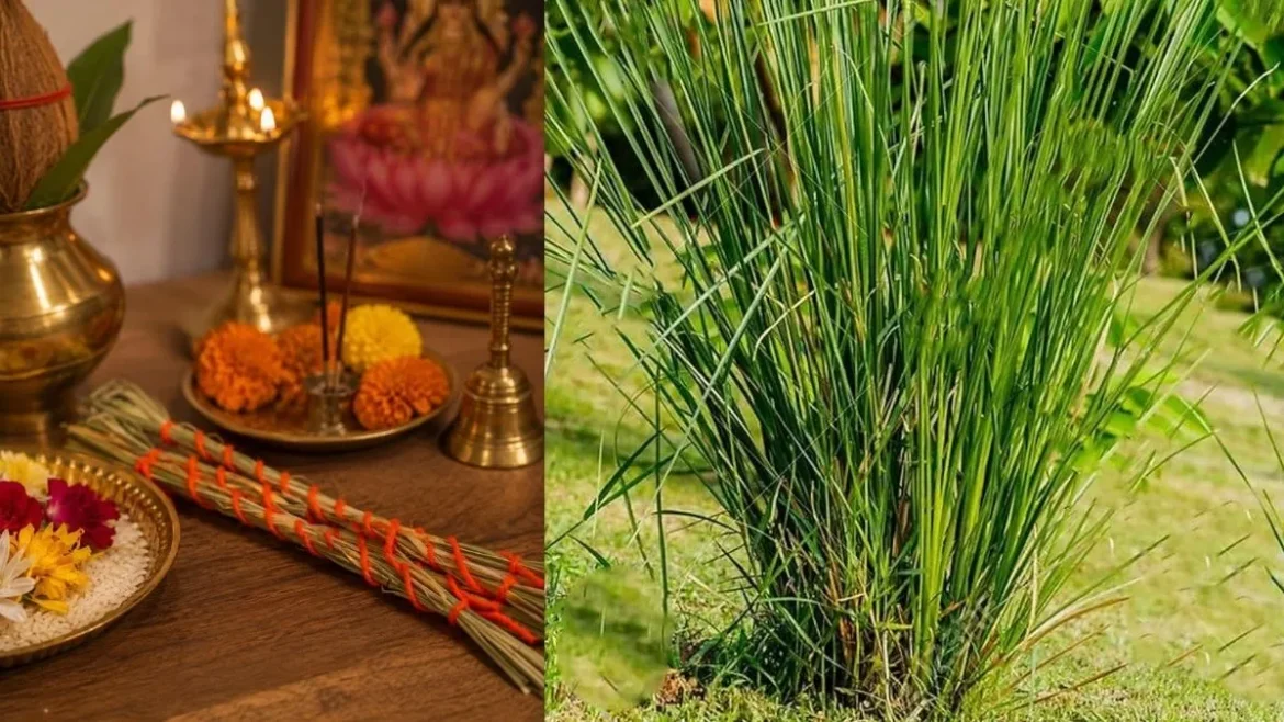 कुशाग्रहणी अमावस्या 2026: कब है भाद्रपद अमावस्या, जानें कुशा ग्रहण करने का धार्मिक महत्व