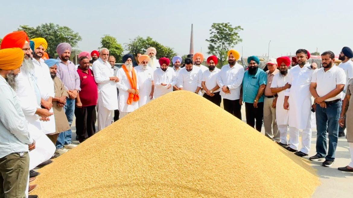 Paddy Procurement: साहनेवाल-धनानसु मंडियों में धान खरीद शुरू, हरदीप मुंडियां बोले- एक-एक दाना खरीदेगी मान सरकार